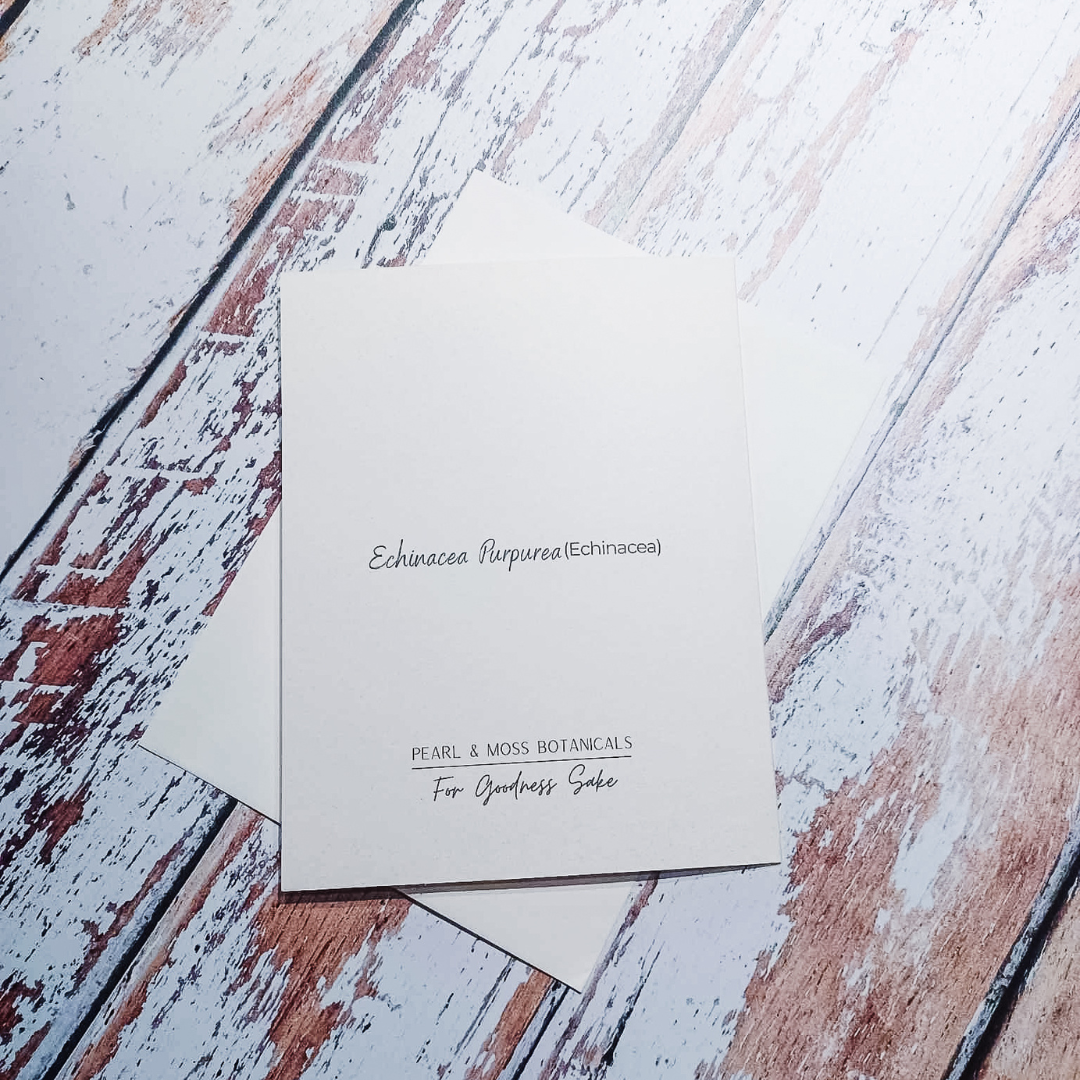 Greeting Card: Echinacea